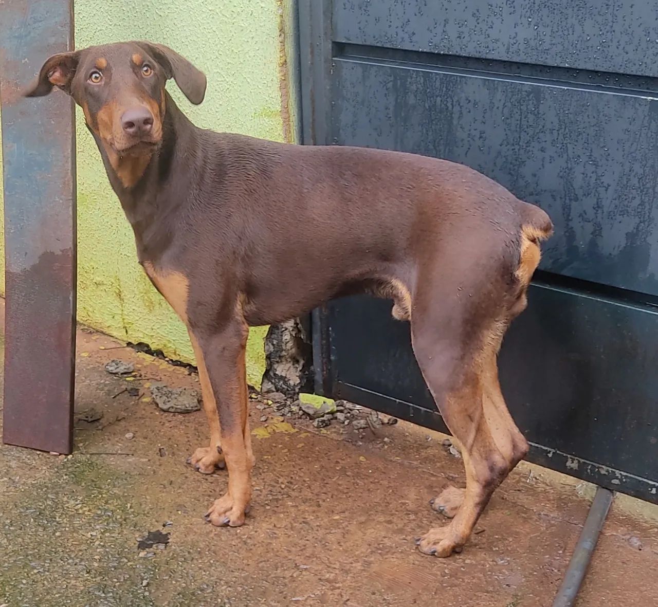 Doberman macho  - Foto 5