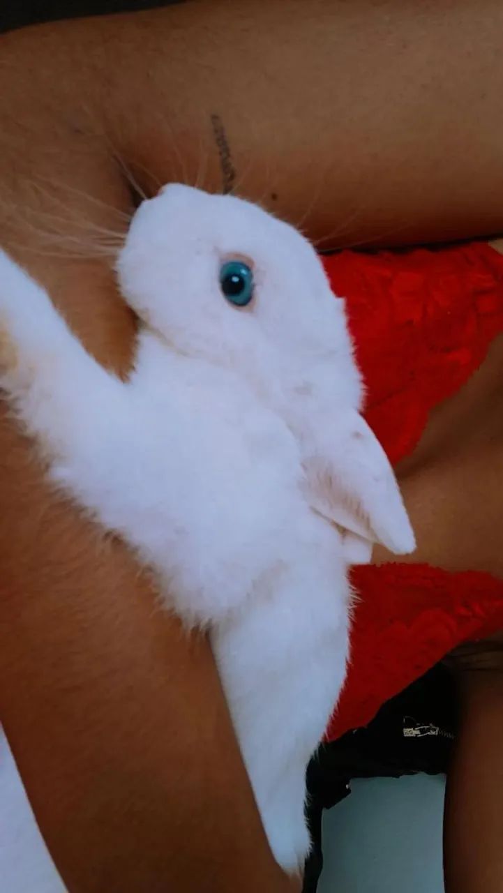 Mine coelho - Foto 2