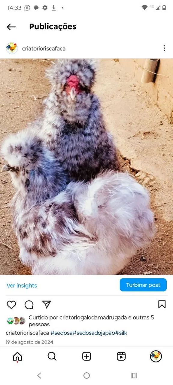 Aves Ornamentais  - Foto 3