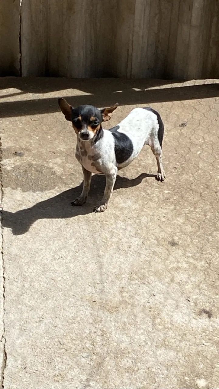 Pinscher número 1 - Foto 5