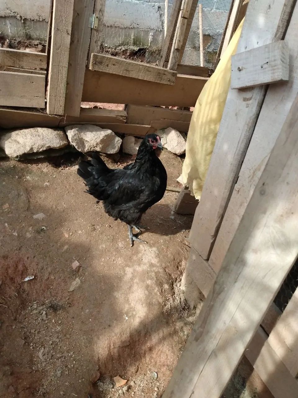Franga gigante negro de jersey  - Foto 2