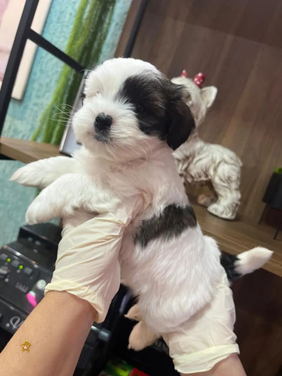 Lhasa Apso fêmea e macho porte Mini 