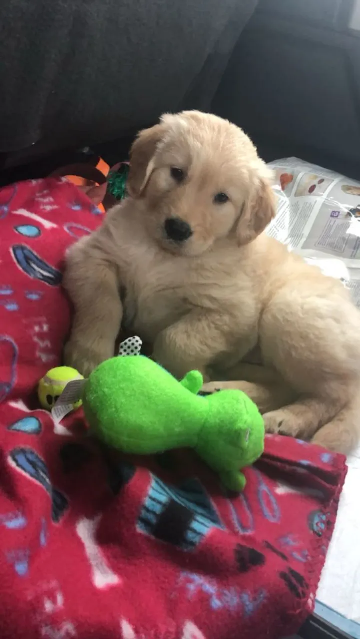 FILHOTE DE GOLDEN RETRIEVER PARA ADOÇÃO