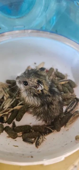 Hamsters - Filhotes e Adultos  - Foto 6