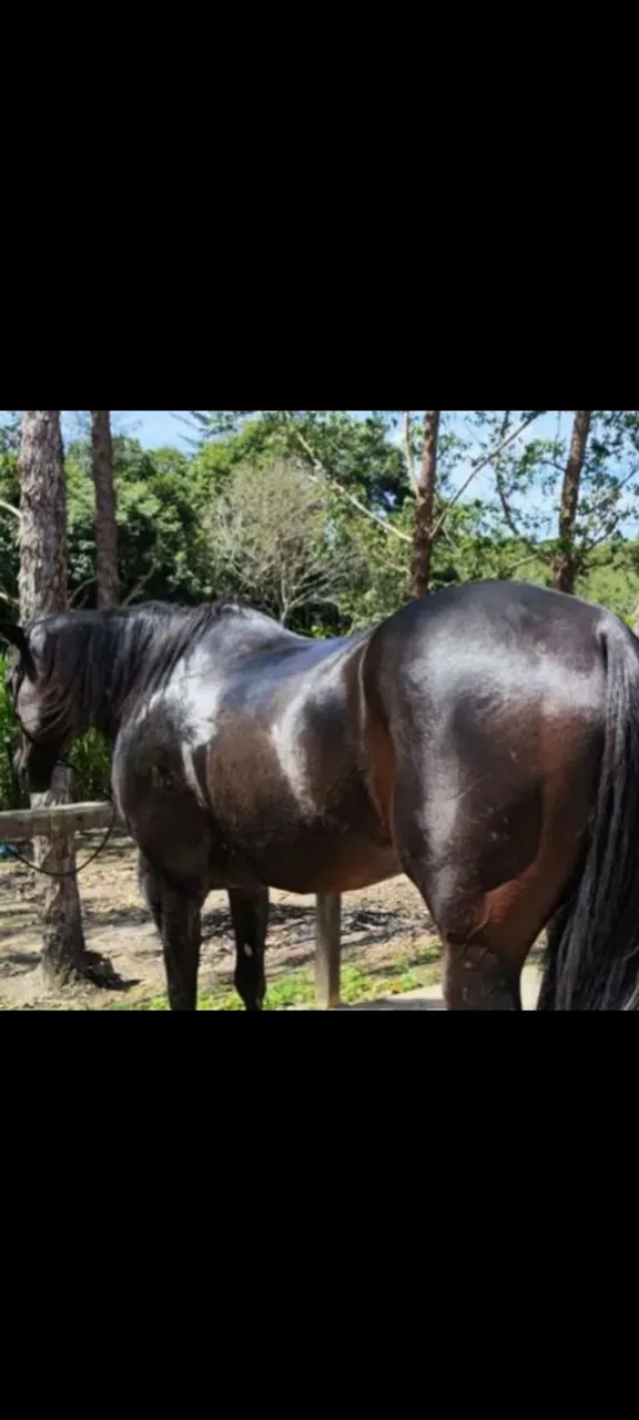 Égua quarto de milha pura sem documento!