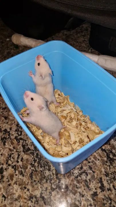 Hamster filhotes  - Foto 4