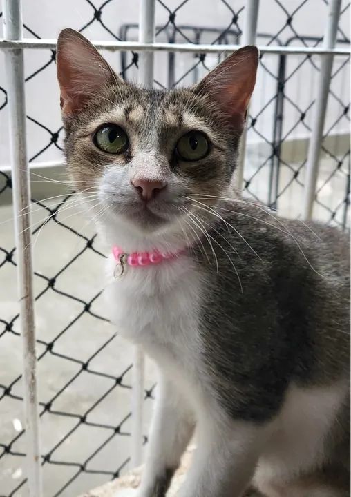 Gatinha castrada, fiv e felv negativa para adoção - Foto 2