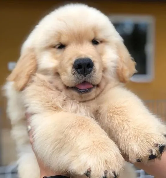 As bolinhas mais gordinhas que vc já viu!Golden retriever fêmea e macho aqui