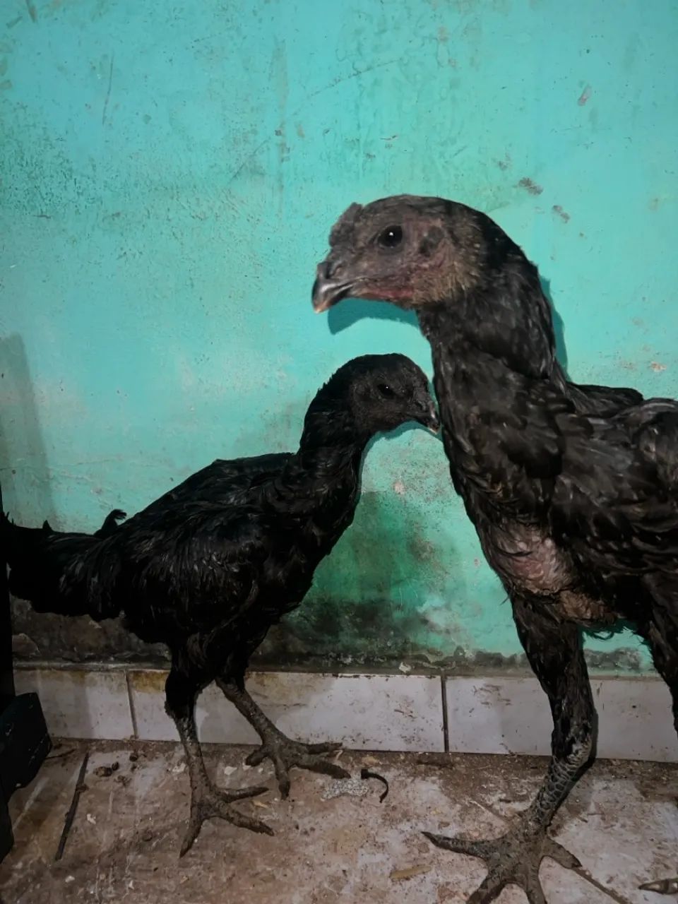 Índio urubu- índio gigante urubu  - Foto 4