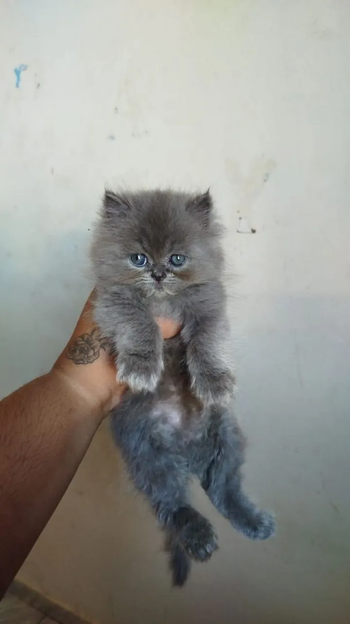Gata persa