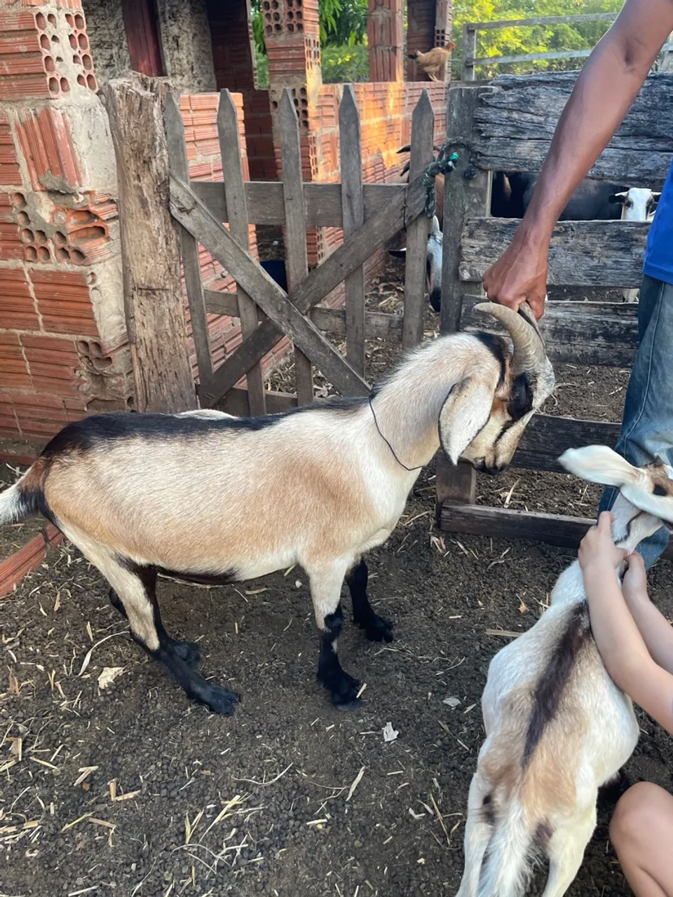 Caprinos para venda