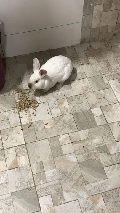 Doa-se coelho macho - Foto 3