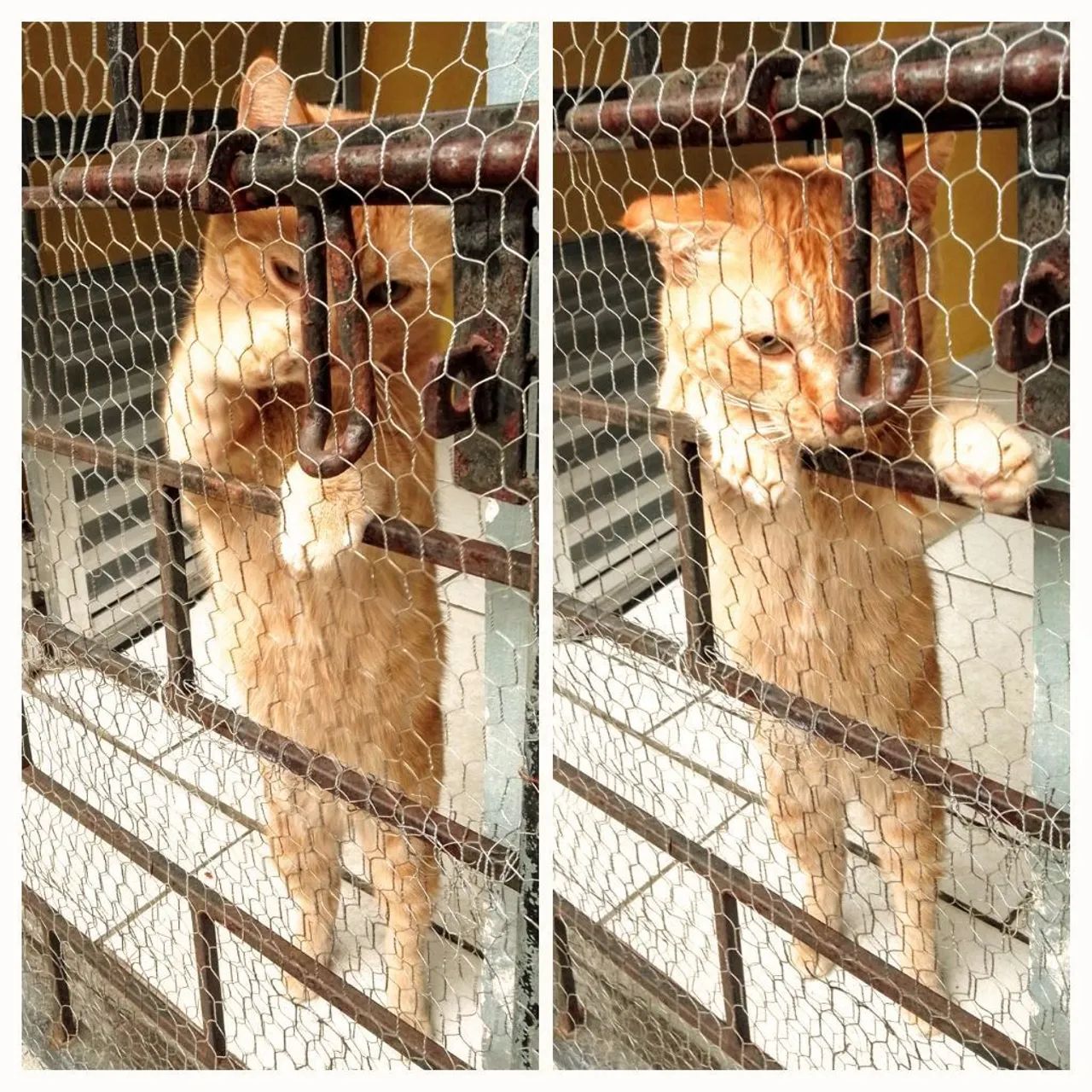 Gato castrado e carinhoso - Foto 2