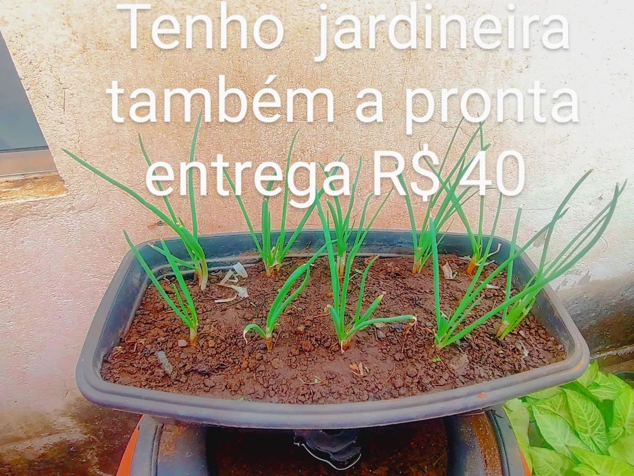 3 Mudas de Cebolinha por R$ 10 - Foto 5
