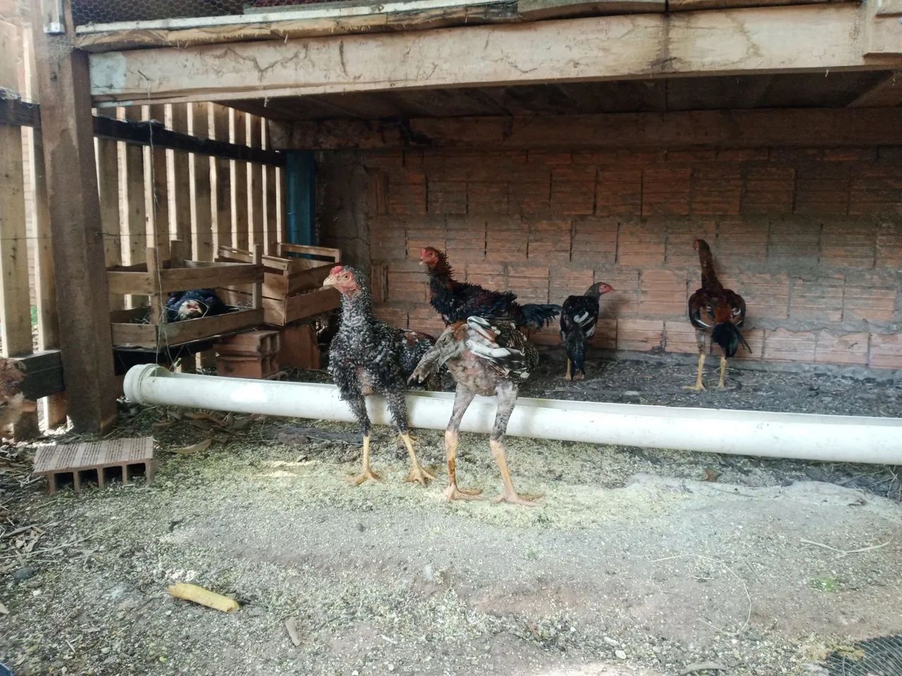 Frango caipira  - Foto 6