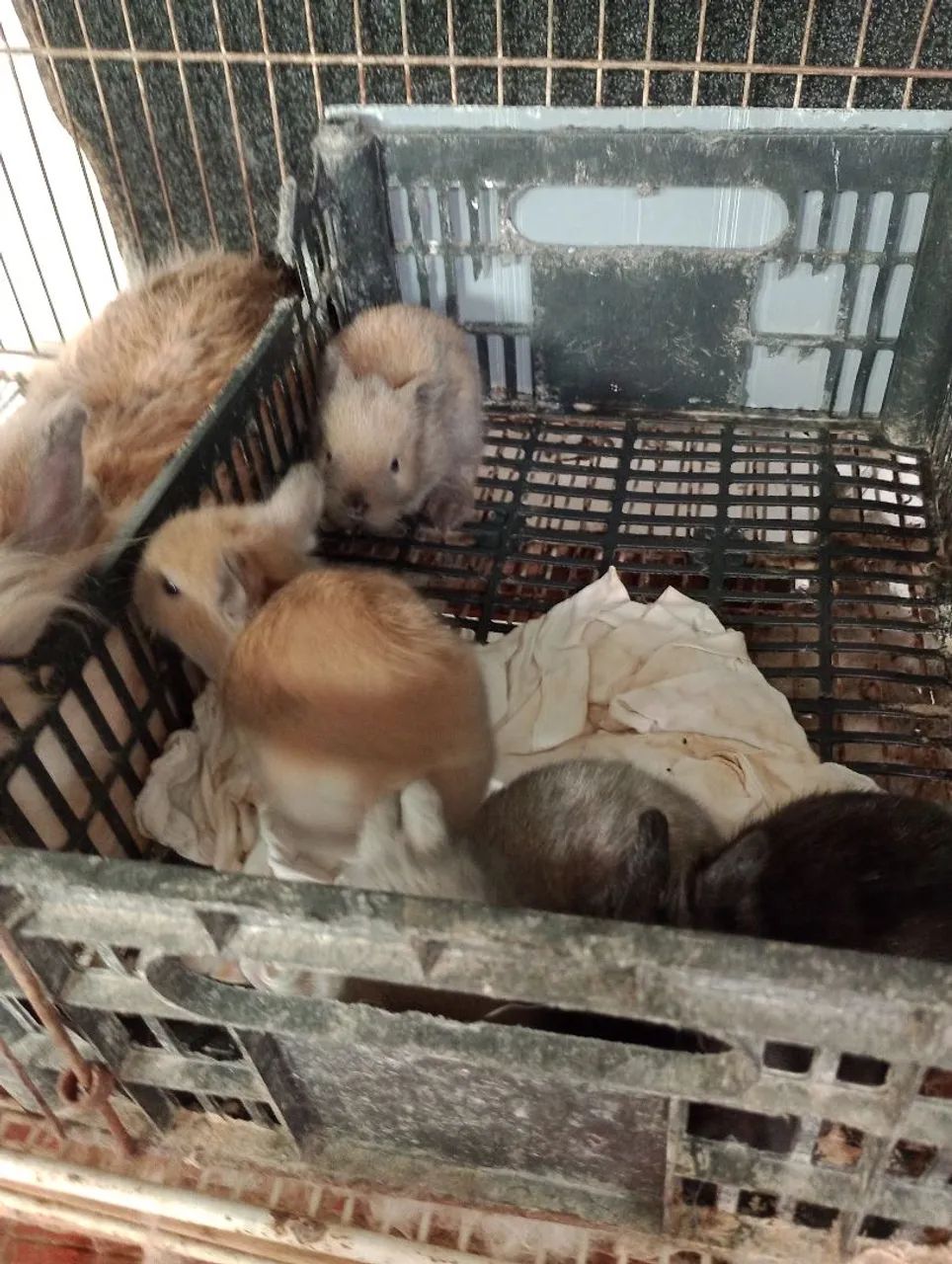 Outra ninhada disponível de filhotes de mini Lion.s. - Foto 6