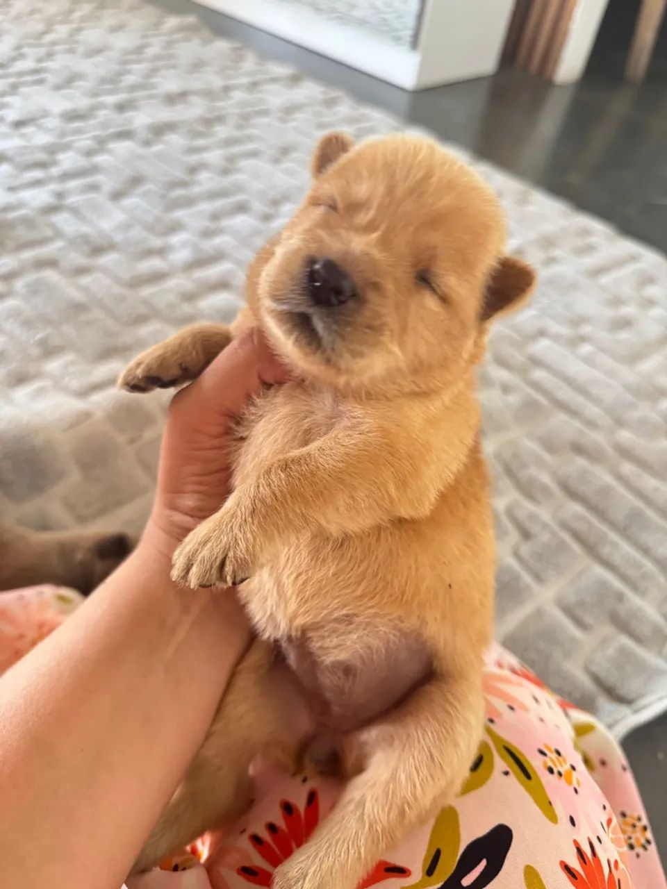 Filhote de Chow Chow puro  - Foto 4