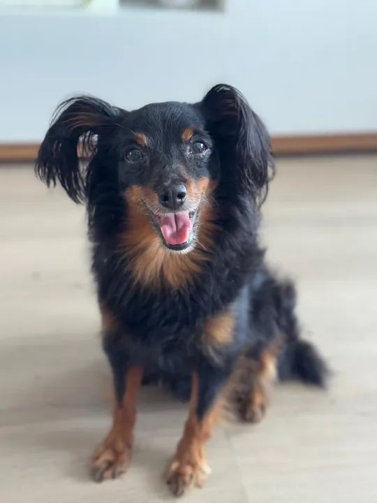 Cachorro de porte pequeno procurando o dono está perdido