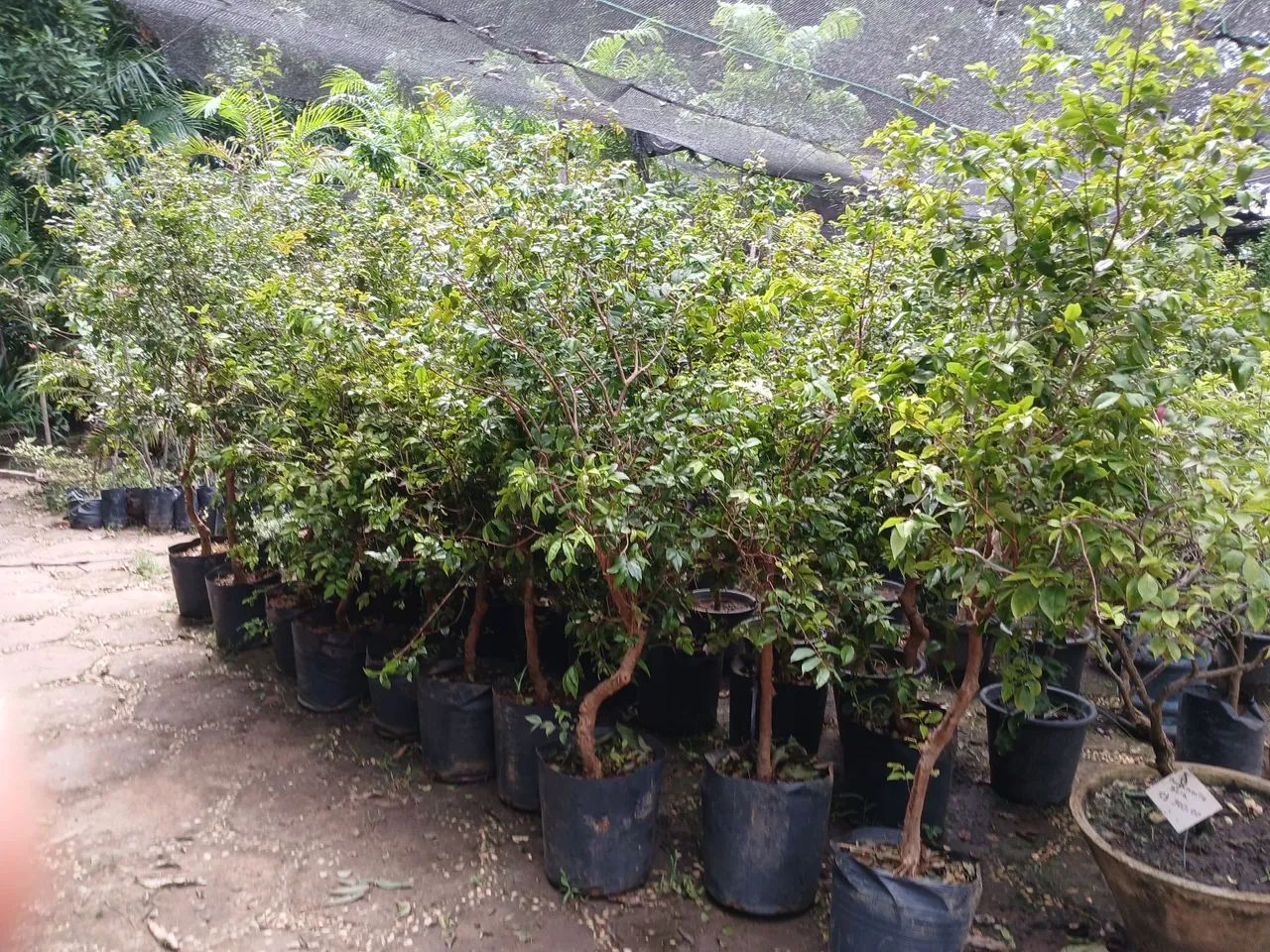 Mudas de Jabuticaba híbrida  - Foto 6