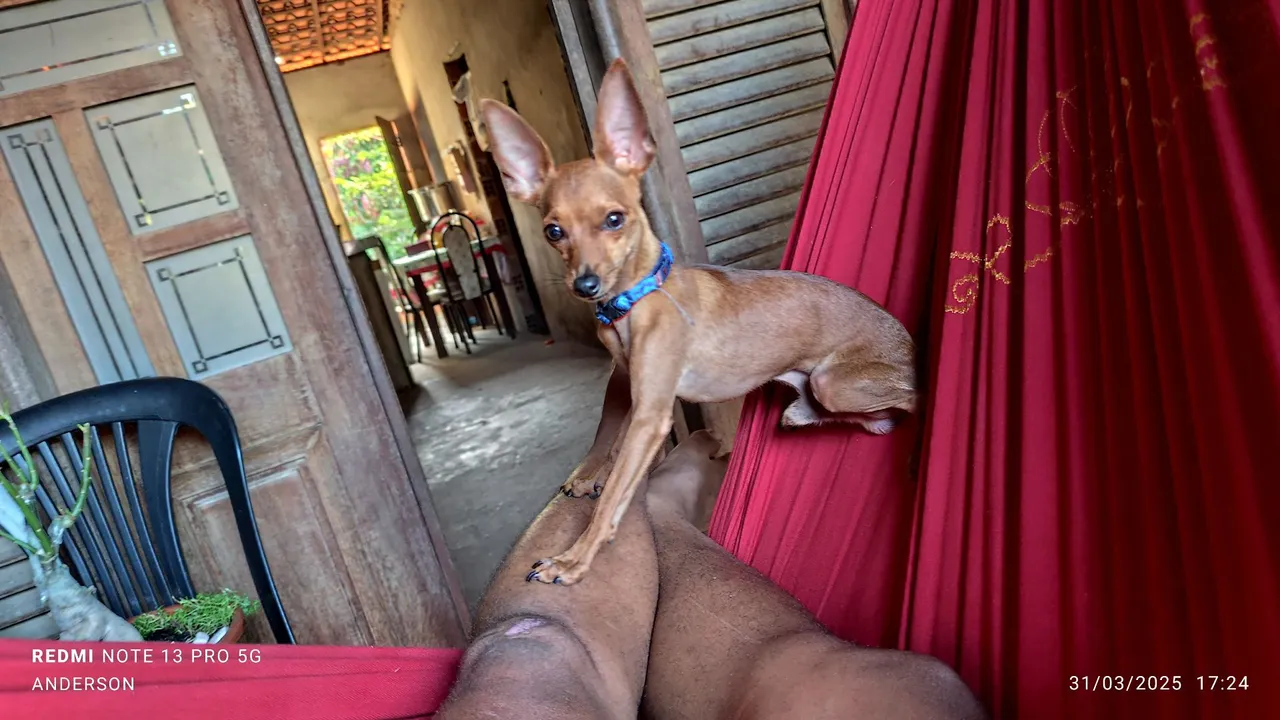 Pinscher n° a procura de uma namorada