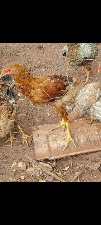 Frangos mestiço índio gigante  - Foto 2