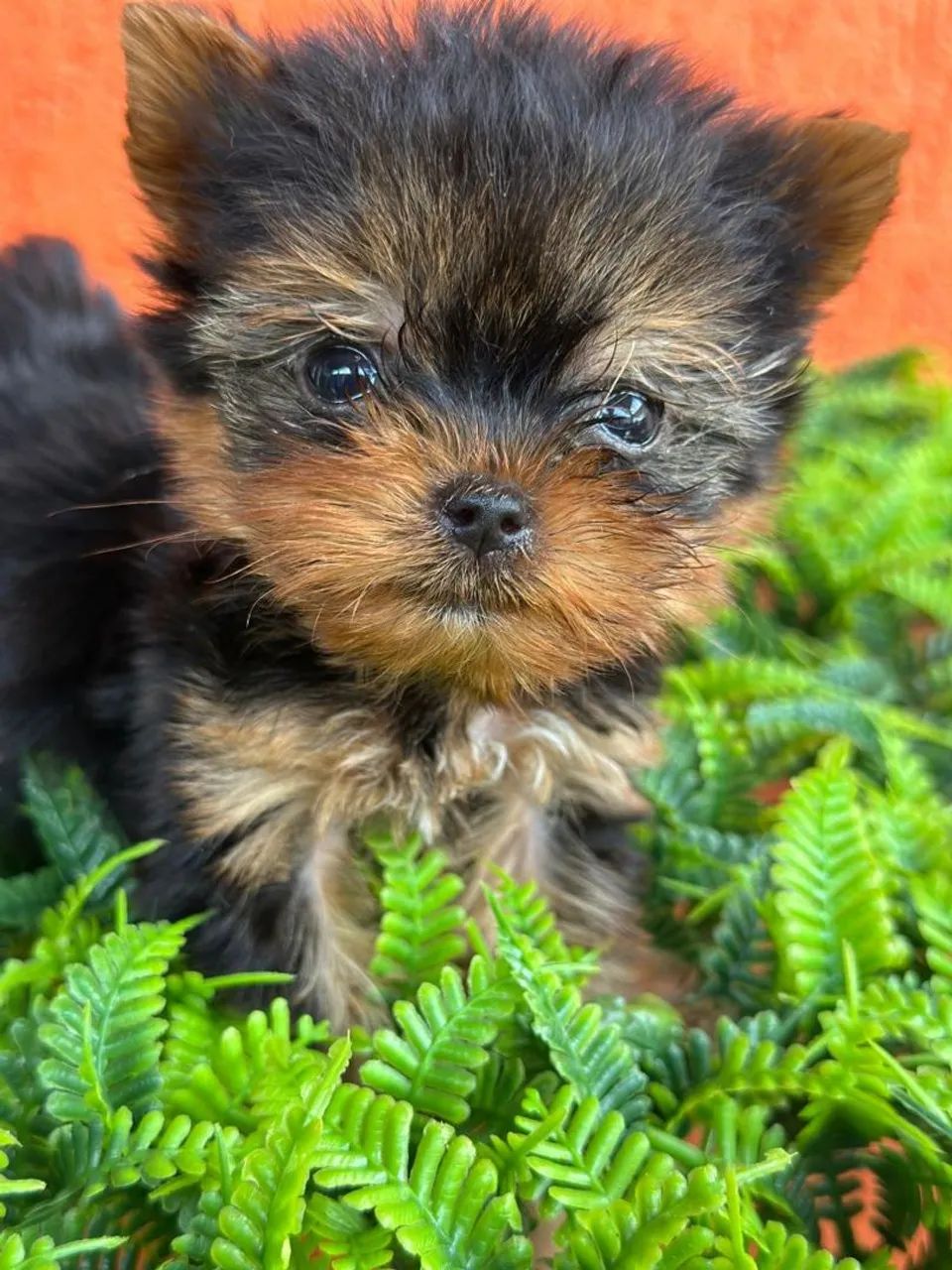Yorkshire Terrier menino Cachorros Centro, Rio de Janeiro