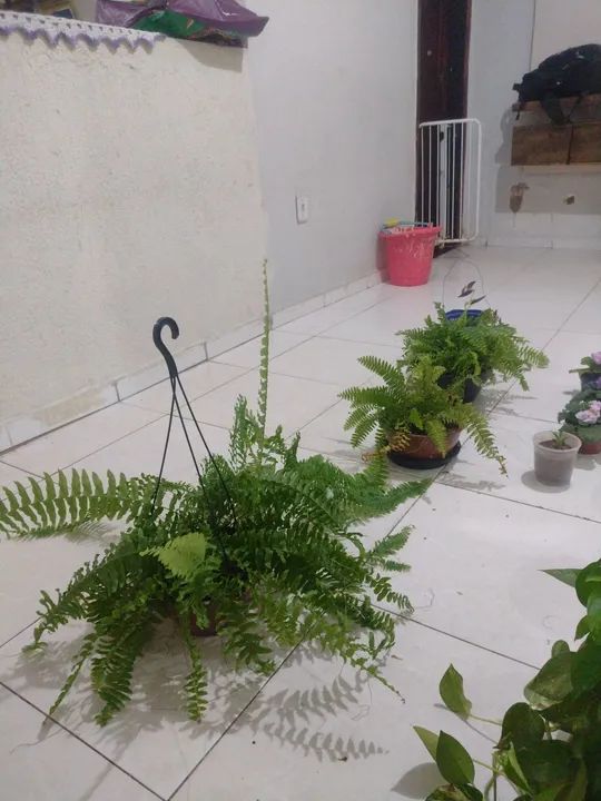 Estou doando essas plantas estou mudando para outro estado - Foto 6