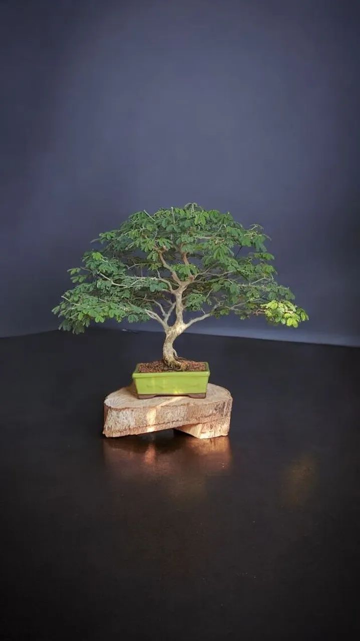 Bonsai, Pré-Bonsai e Vasos