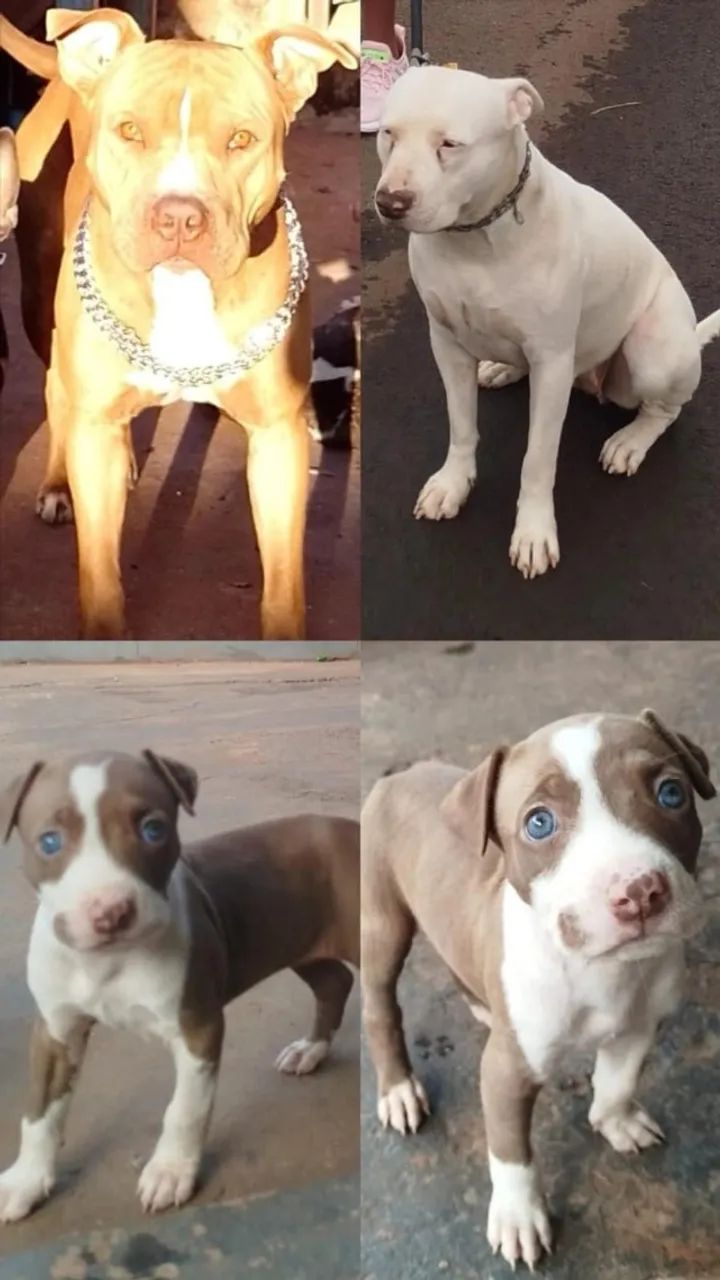 Filhotes de Pitbull 