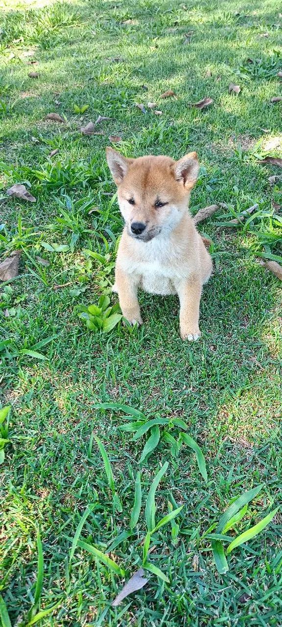 Filhote de shiba disponível fêmea e macho - Foto 5