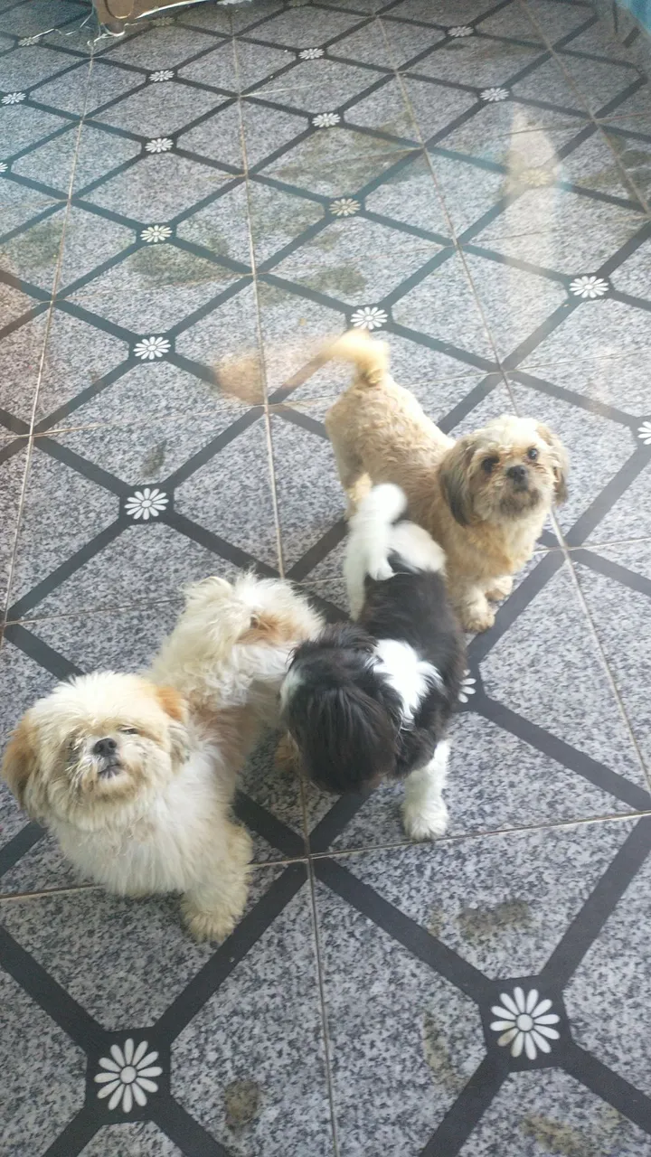 Três filhotes de Shih Tzu à venda