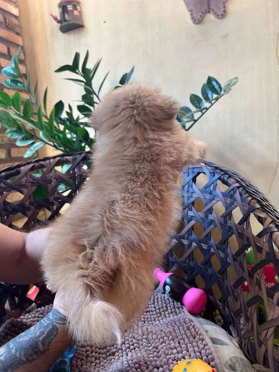 Filhote de Shih Tzu fêmea  - Foto 2