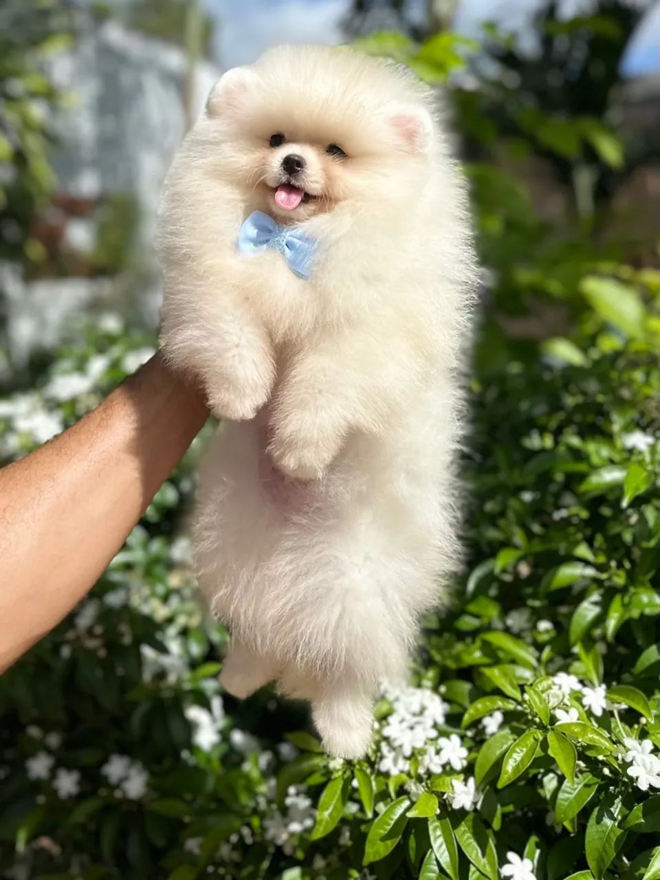Spitz alemão anão Branco Baby Face - Foto 5