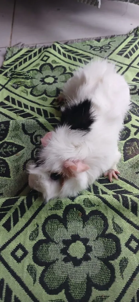 porquinho da índia abissimo
