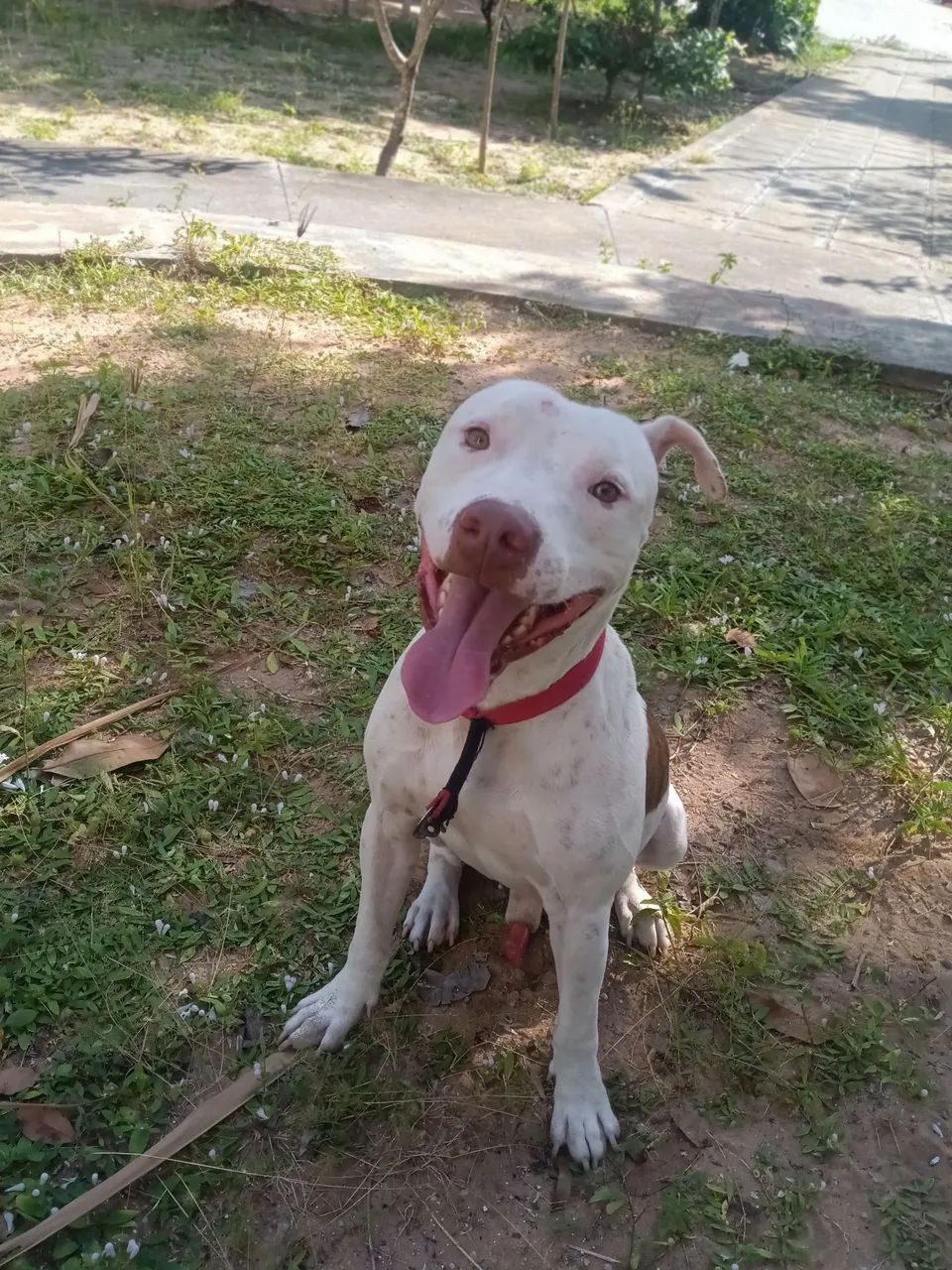Pitbul manso  - Foto 4
