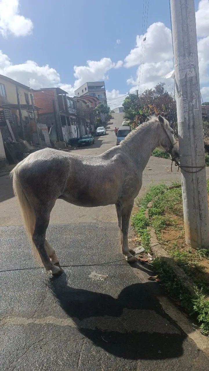 Cavalo  - Foto 2