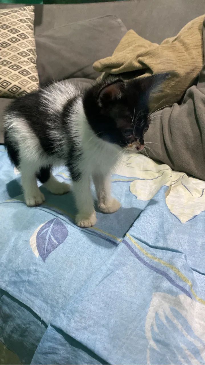 Doação gatos - Foto 2