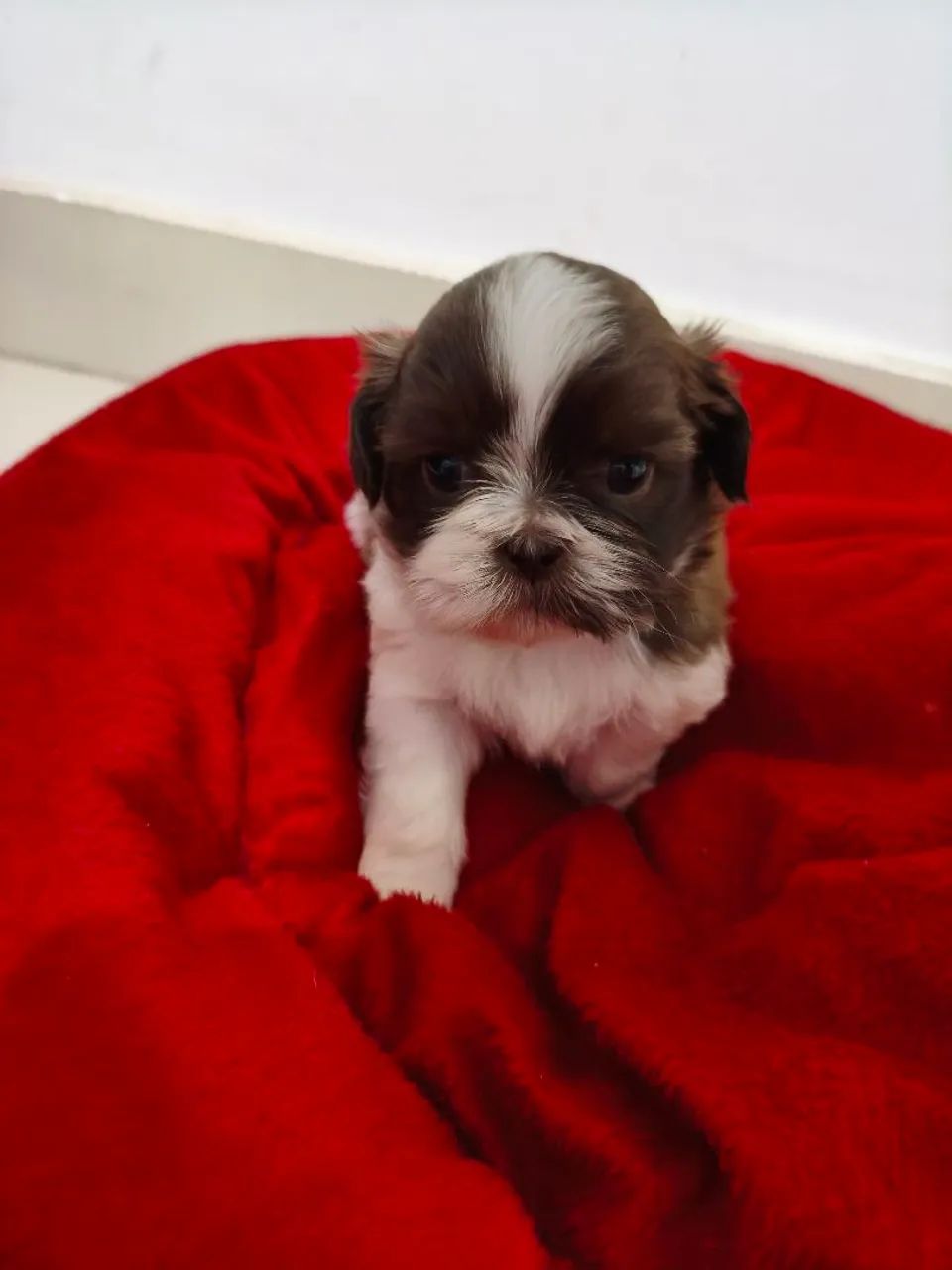 Cachorro