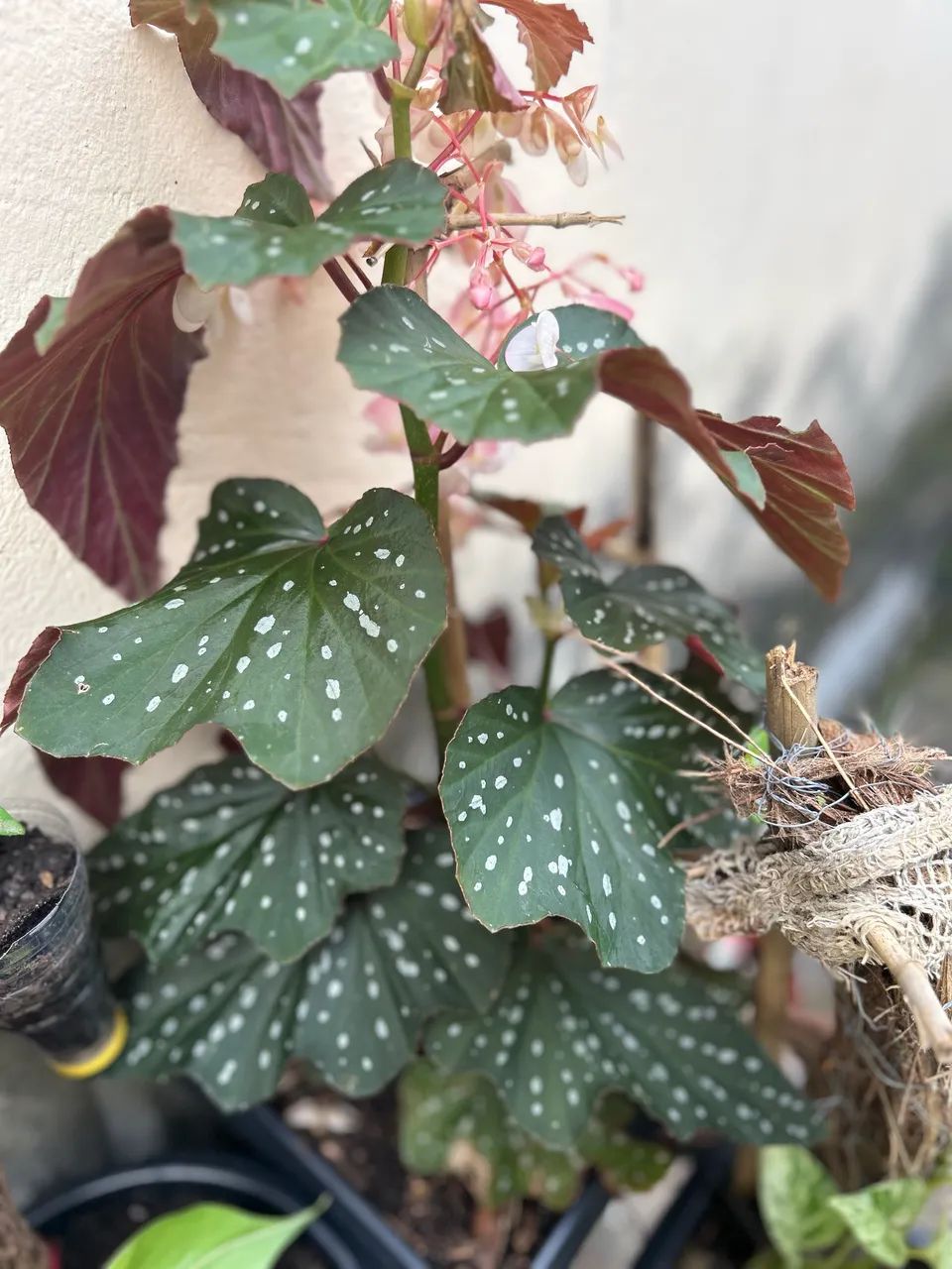 Mudas de plantas por 6 reias  - Foto 3