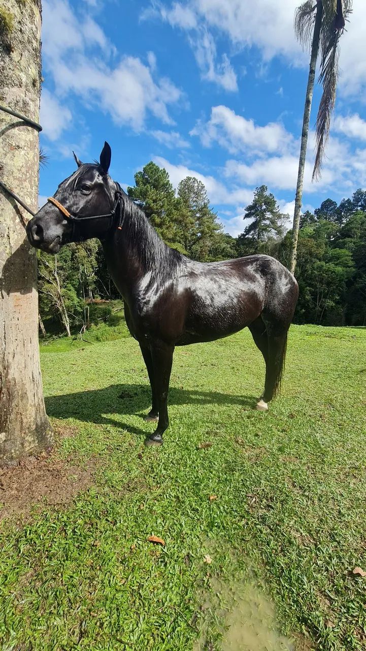 Égua Quarto de Milha Linda - Foto 5