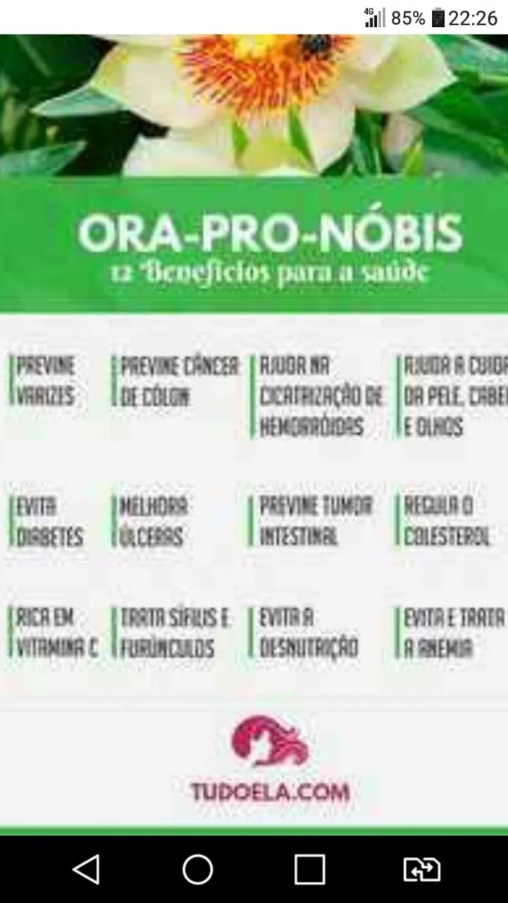 Mudas de ORA PRO NOBIS  - Foto 2
