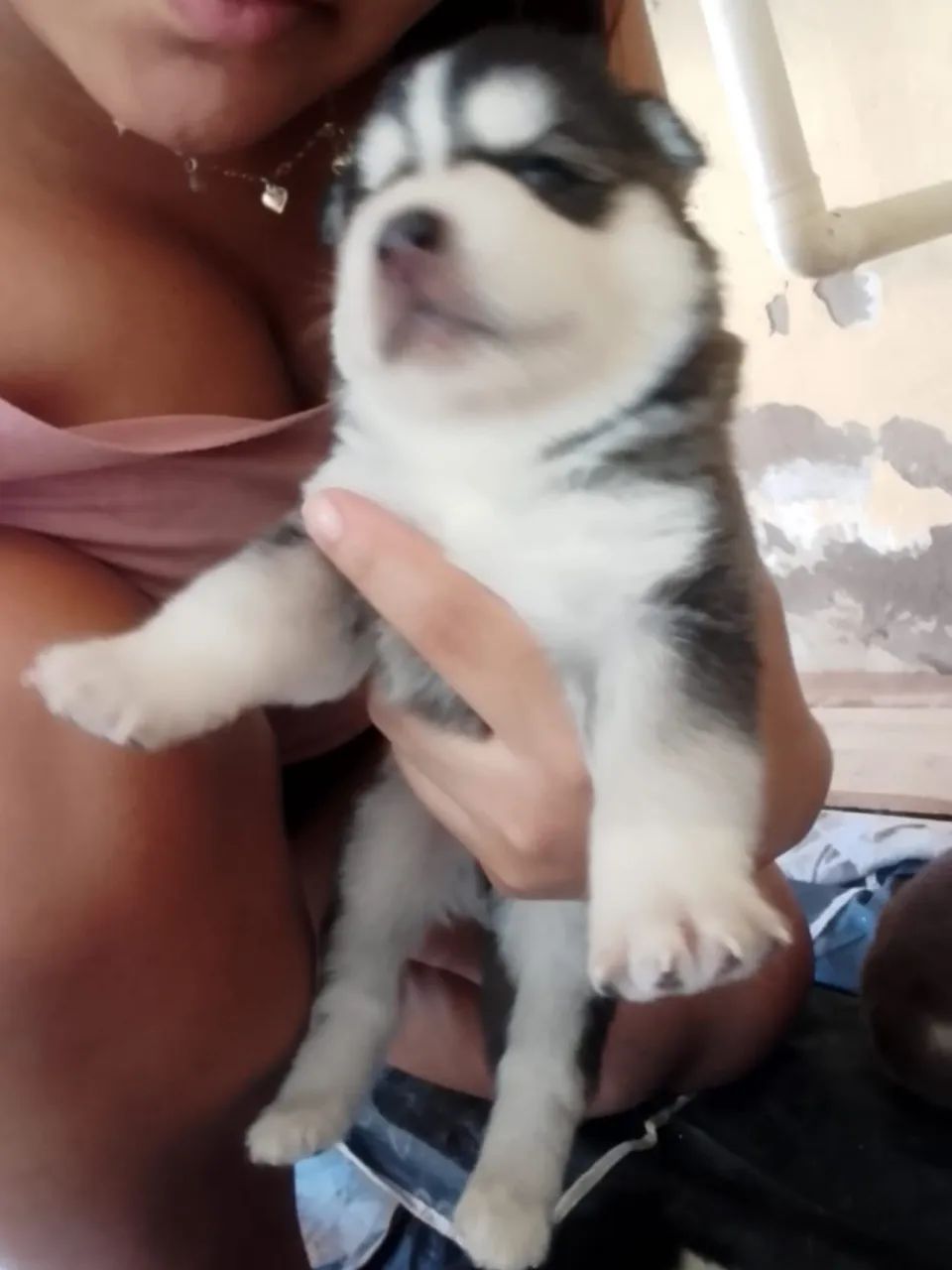 Husky Siberiano - Foto 2