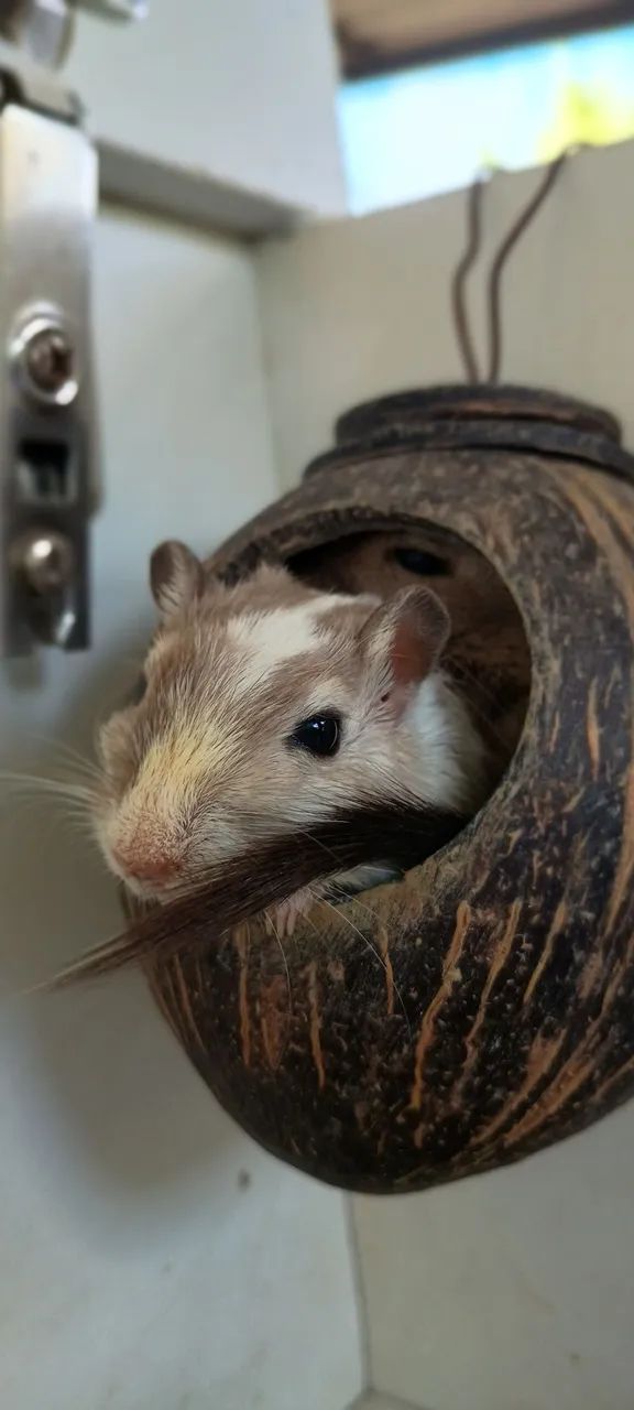 Gerbil do amor.  - Foto 5