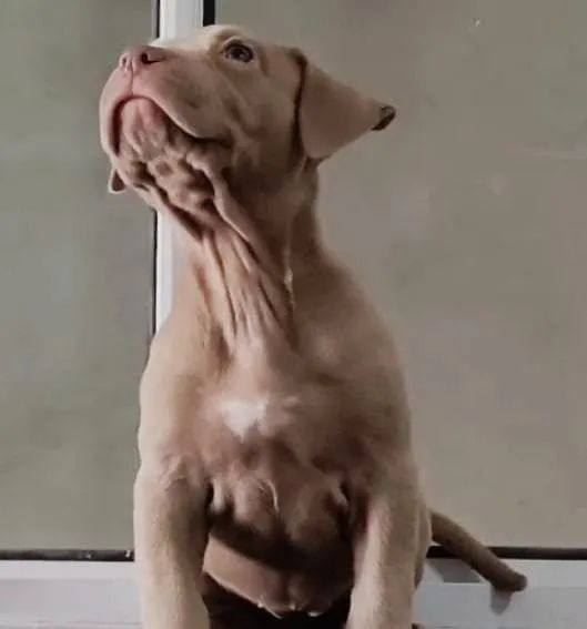 Pitmonster  - Foto 4