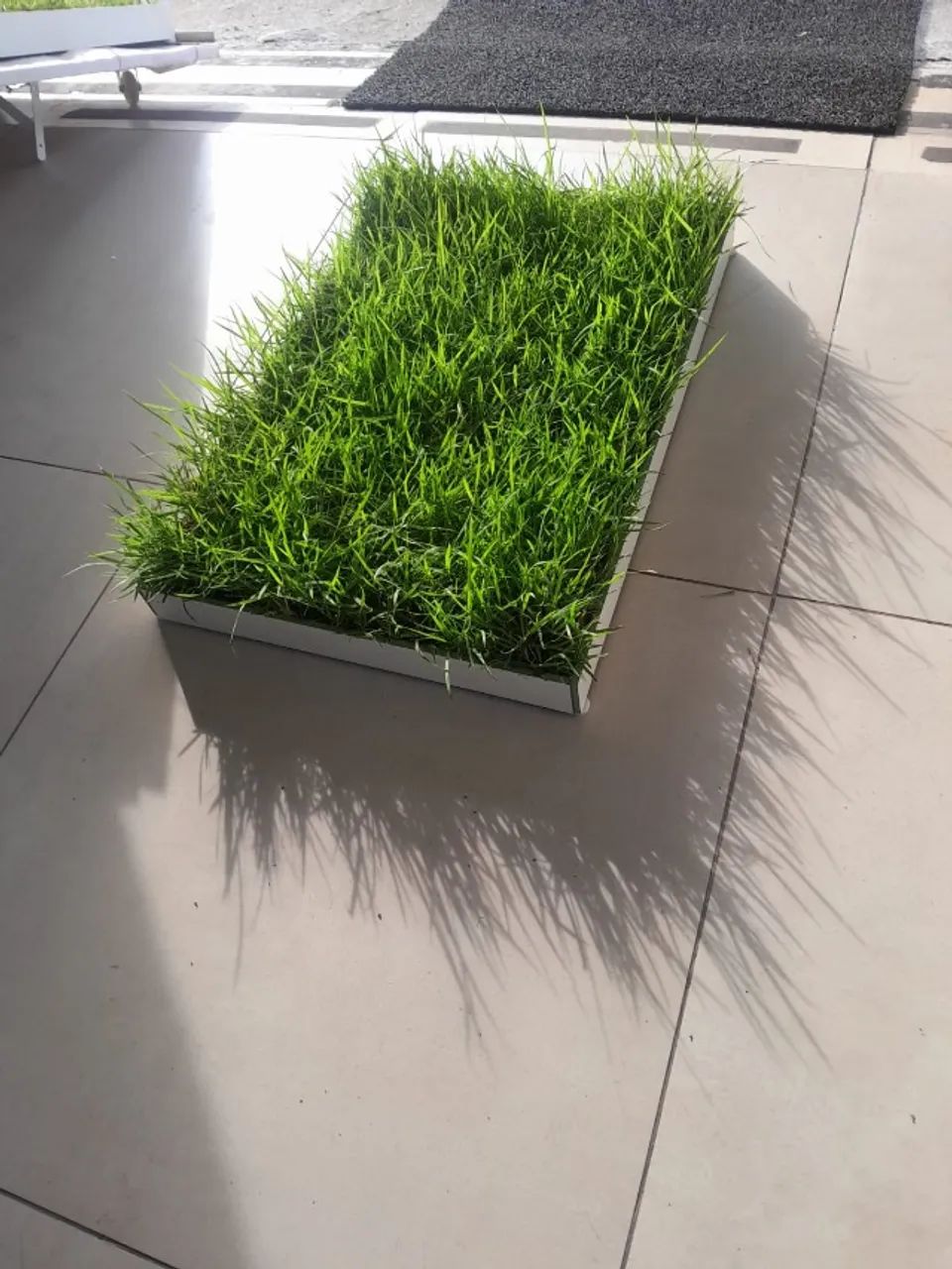 Caixa com grama virgem para pets - Foto 5