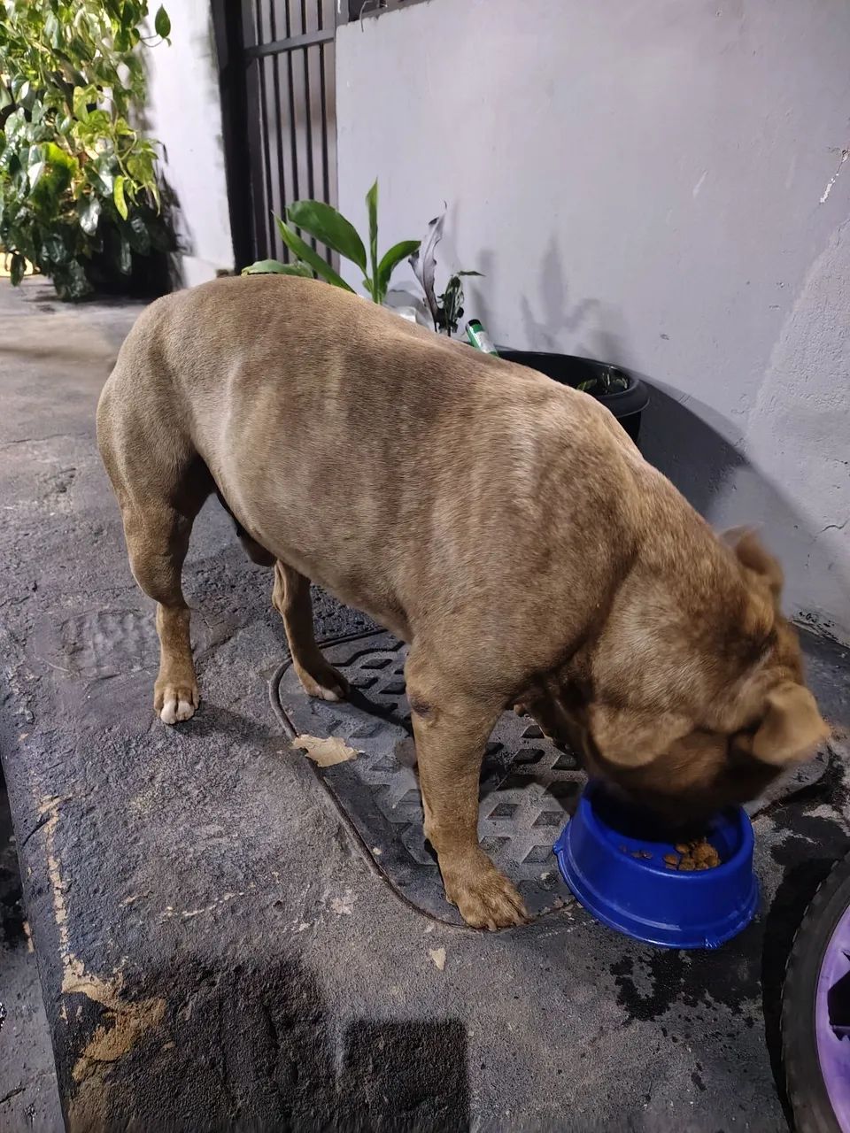 Filhotes Pitbull - Foto 4