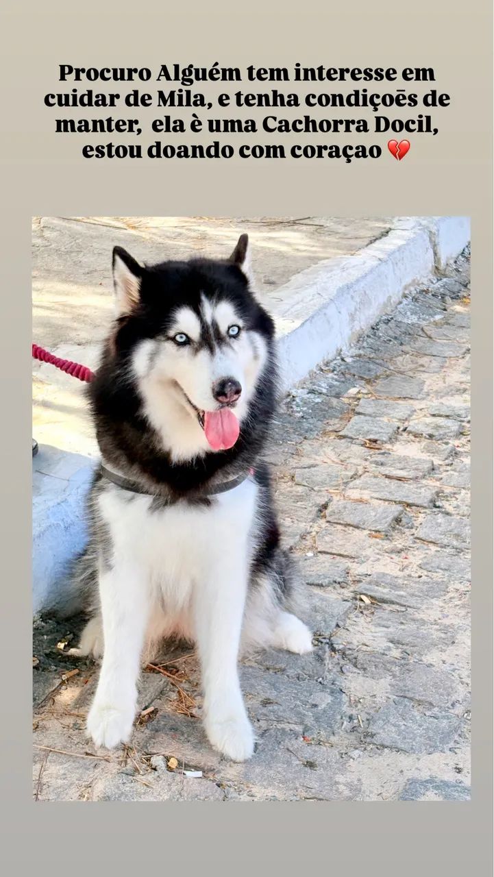 Husky