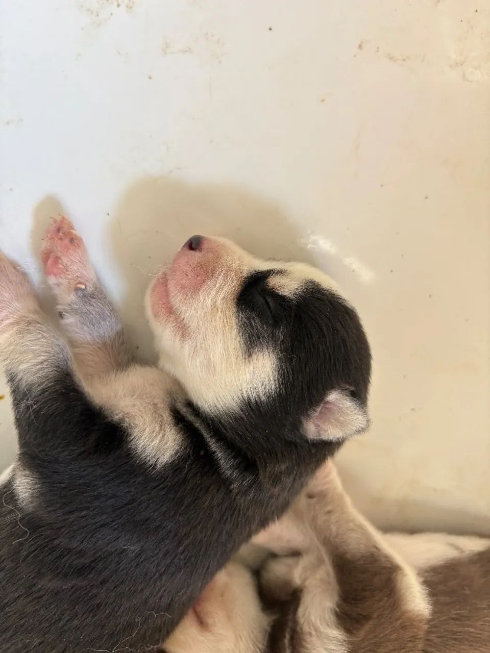 Cachorro - Foto 2