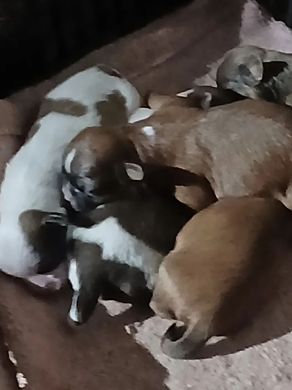 Filhotes de mini Chitzu  - Foto 2