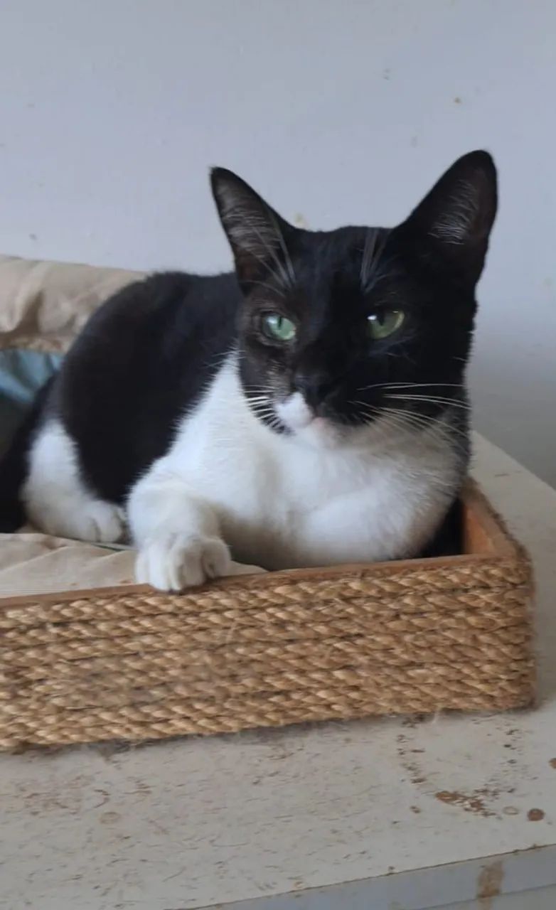 LORD, CASTRADO E VACINADO - Foto 3